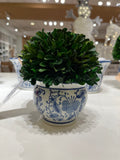 Real Boxwood Ball in Blue & White China Pot (Small 7 Tall Topiary)