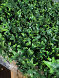 Artificial English Ivy Privacy Fence Panels 20”x20” Set of 12 UV-Resistant Faux Green Wall Decor