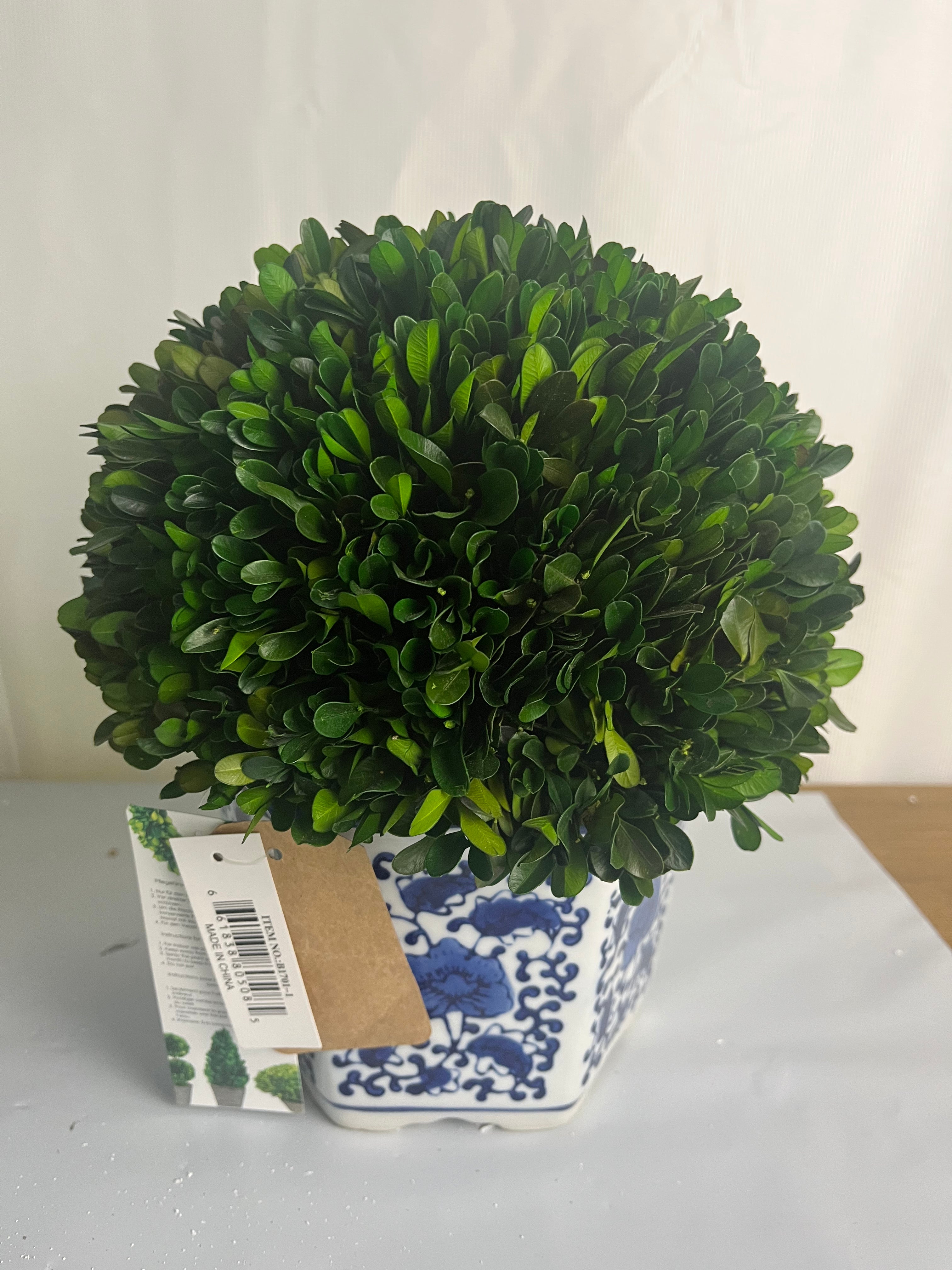 Galt International Preserved Natural Boxwood in Ceramic Pot - Plant and Table Centerpiece - Stunning Greenery and Plant Decor for Home - Blue & White 11"